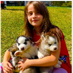 Siberian Huskies Puppies Golden Retrievers
